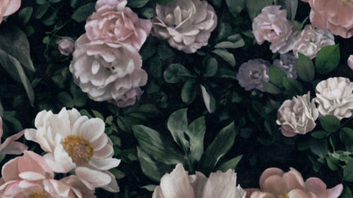 New Dawn Rose 7234